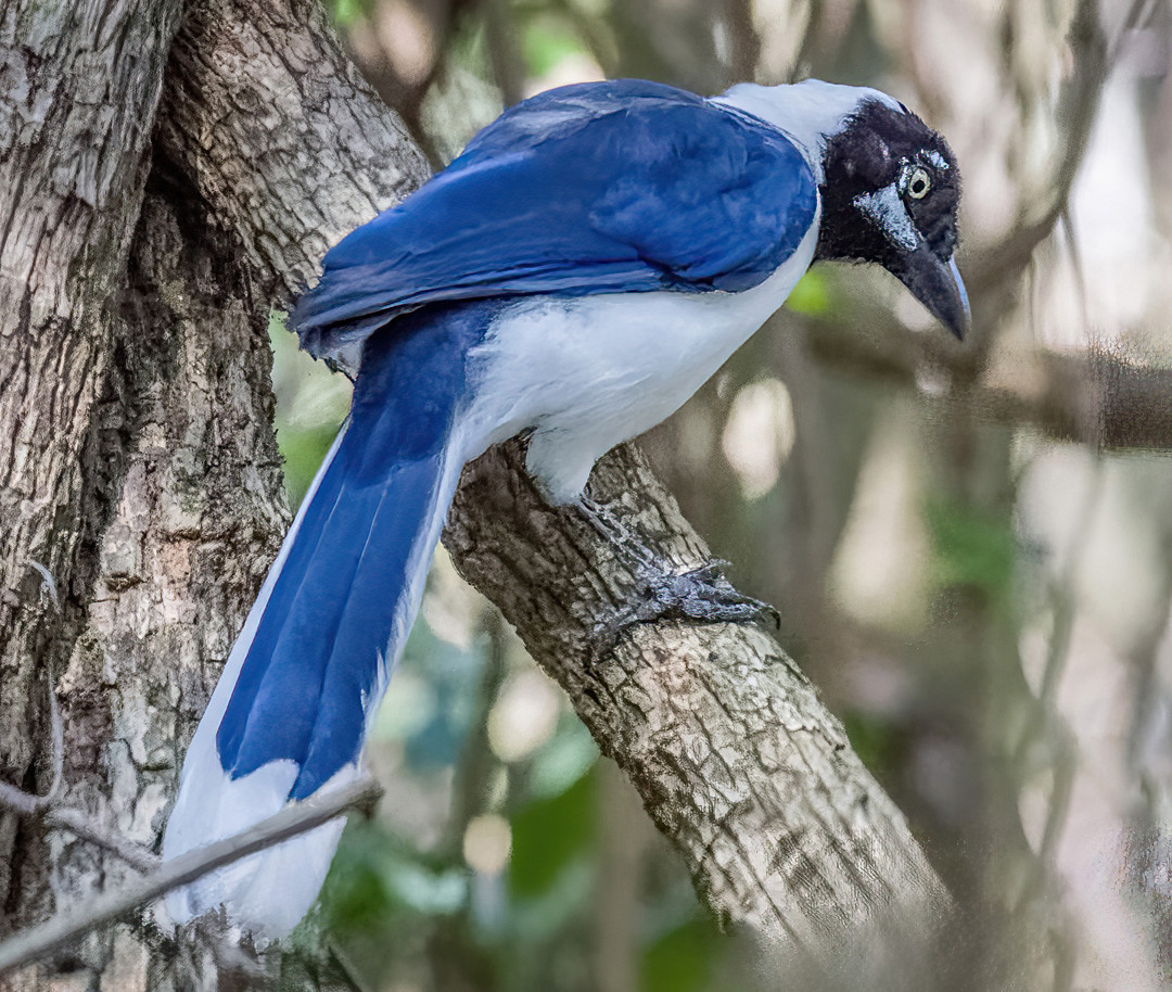 image White-tailed Jay